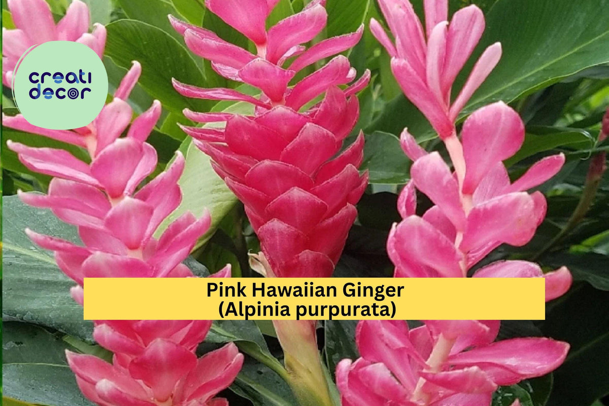 Pink Hawaiian Ginger Roots – Alpinia purpurata Tropical Flowering Plant for Garden, Patio & Containers, Vibrant Pink Blooms