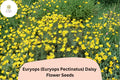 200+ Euryops Daisy Seeds | Euryops pectinatus | Yellow Blooms | Drought-Tolerant Perennial Flower for Gardens & Containers