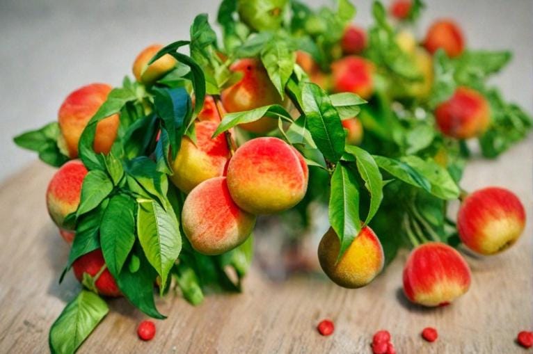 California Peach Cuttings 6" Unrooted Prunus persica Fruit Tree for Propagation, Pink Blossoms