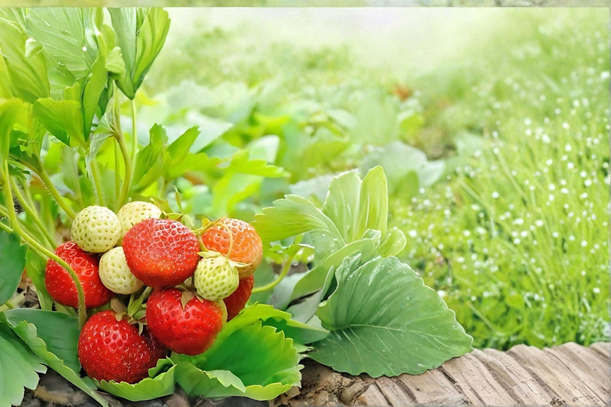 Honeoye Strawberry Live Plants Bare Root | Fragaria × ananassa Fruit Plant for Garden & Containers