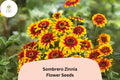 Sombrero Zinnia Seeds – Heirloom Non-GMO Annual Flowers in Vibrant Mixed Shades, Zinnia elegans