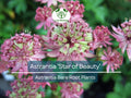 Astrantia ‘Star of Beauty’ Bare Root Perennial – Shade-Loving Pollinator Flower for Woodland Gardens