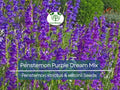 200 Seeds Penstemon Purple Dream Mix Perennial Beardtongue Red & Purple Flowers Hummingbird Attracting Non-GMO