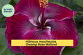 Swamp Rose Mallow Live Starter Plant – Hibiscus moscheutos – Large Pink-White Blooms, Hardy Perennial Hibiscus for Gardens and Wet Areas