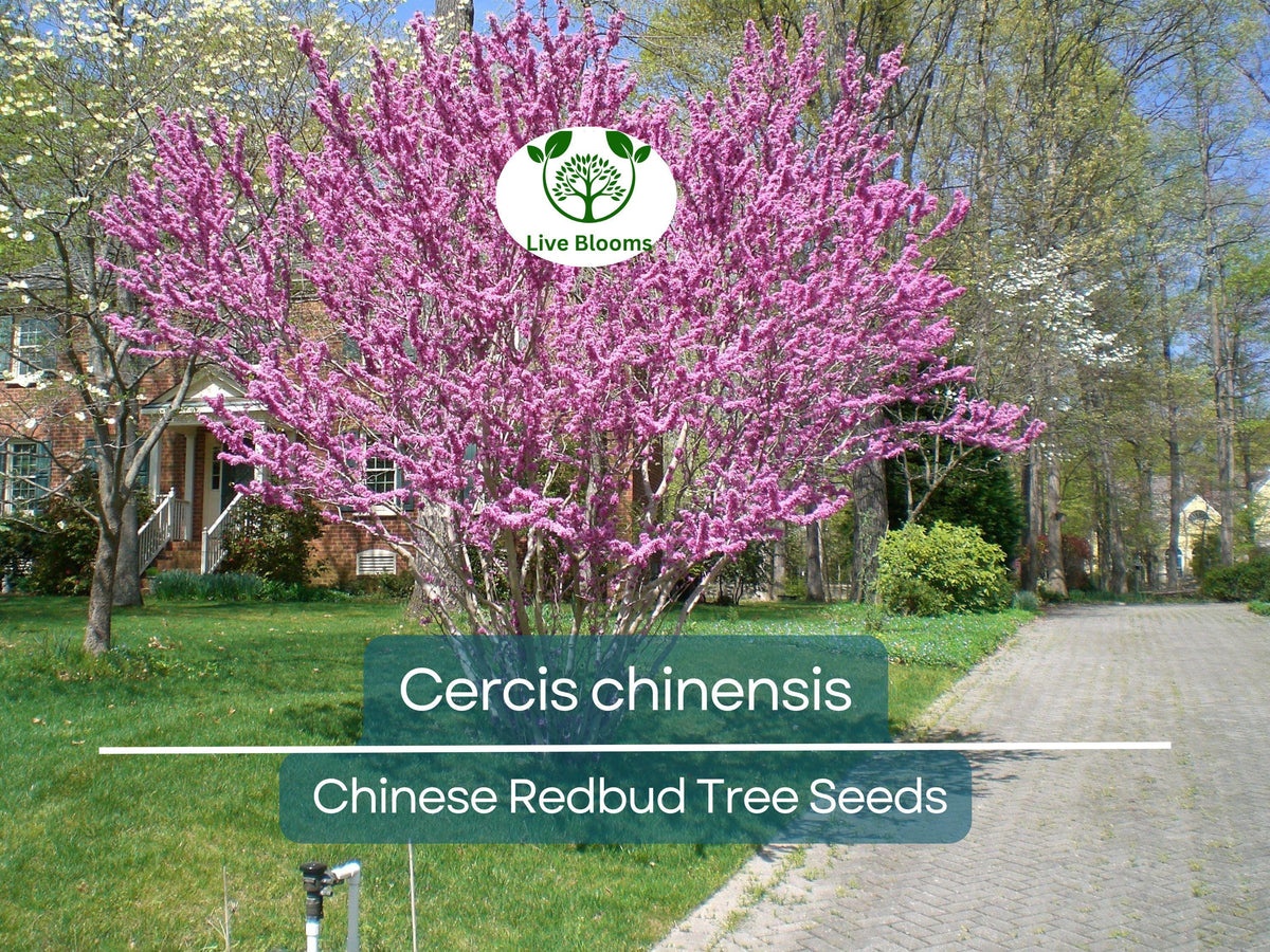10 Seeds Cercis chinensis Chinese Redbud Tree for Planting, Ornamental Pink Blossoms, Drought-Tolerant Flowering Tree