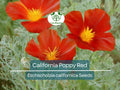 California Poppy Seeds 1000 Red Chief Eschscholzia californica Non-GMO Pollinator Wildflower Drought Tolerant