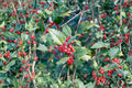 American Holly Unrooted Cuttings 6-7" Ilex opaca Native Evergreen Shrub for Landscaping & Hedging