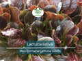 Red Romaine Lettuce Seeds – 700 Heirloom Lactuca sativa for Gardening, Salad, and Fresh Harvest