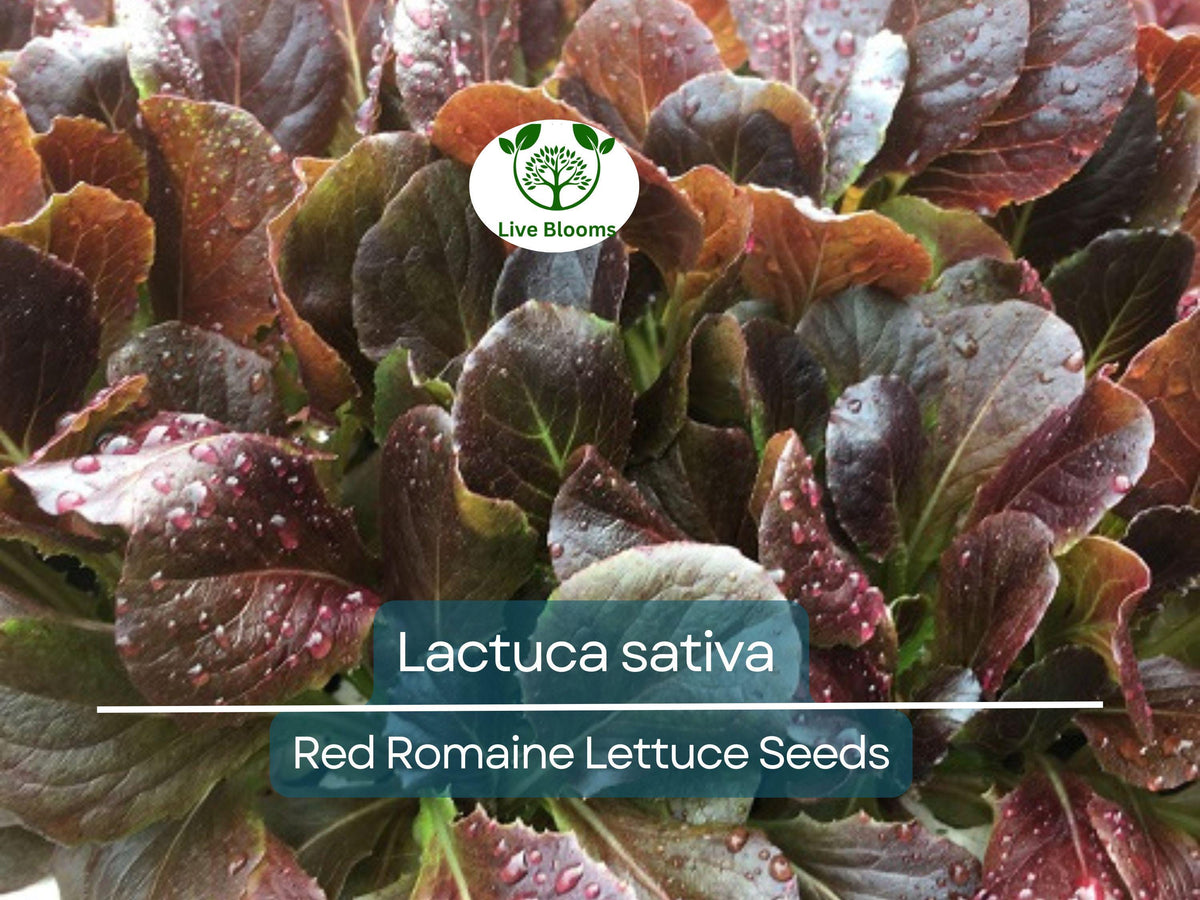 Red Romaine Lettuce Seeds – 700 Heirloom Lactuca sativa for Gardening, Salad, and Fresh Harvest