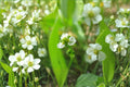 Alisma subcordatum Mud Plantain Seeds – Native Aquatic Perennial for Wetlands, Ponds & Rain Gardens