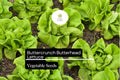 500 Seeds Buttercrunch Lettuce Lactuca sativa Leaf Lettuce, Tender Green, Heat-Tolerant, Slow to Bolt