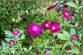 Purple Poppy Mallow Seeds | Drought-Tolerant Perennial Groundcover | Callirhoe involucrata Native Wildflower