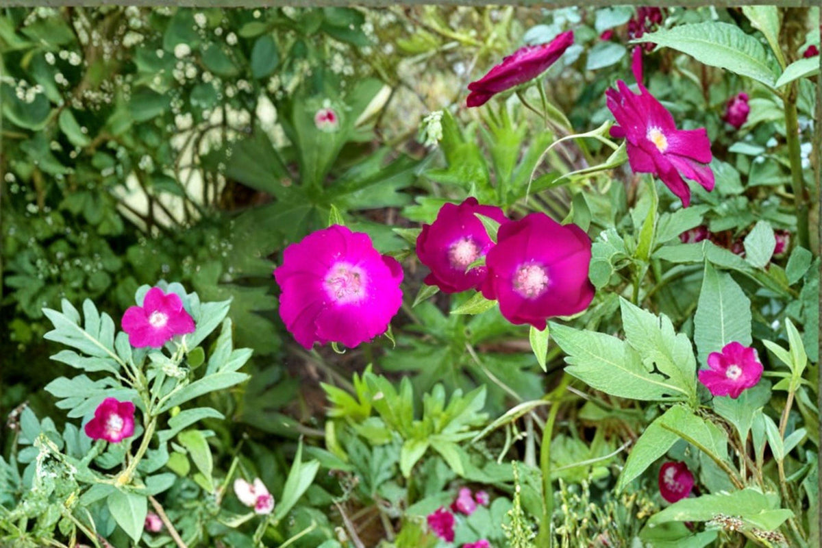 Purple Poppy Mallow Seeds | Drought-Tolerant Perennial Groundcover | Callirhoe involucrata Native Wildflower