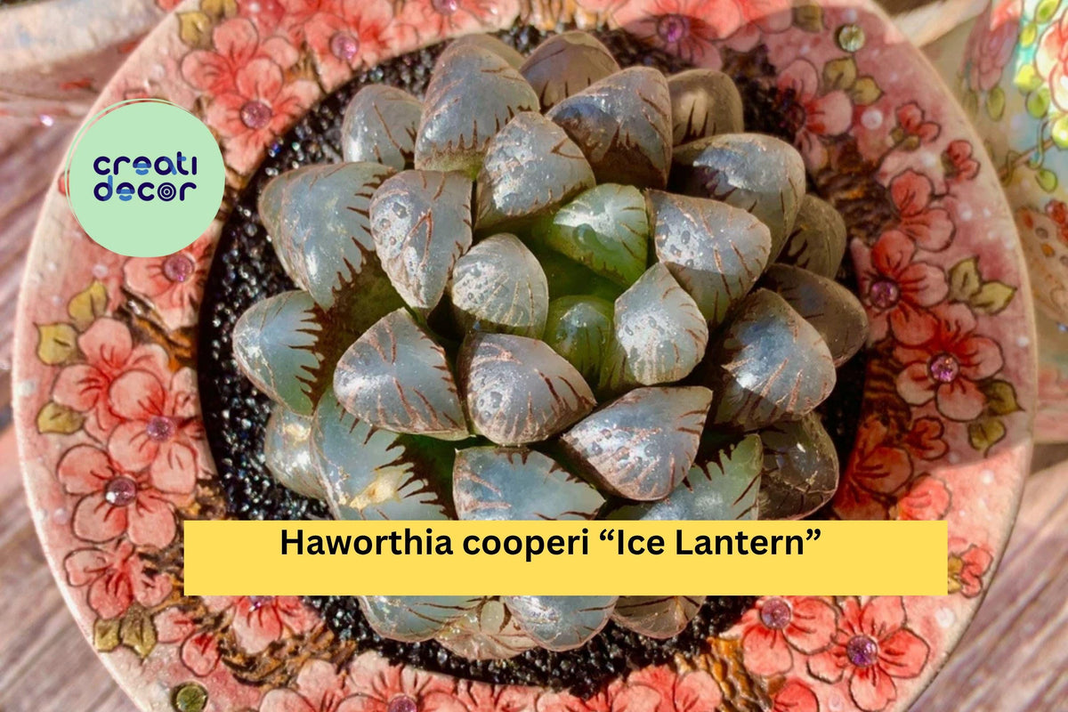 Haworthia cooperi “Ice Lantern” – Rare Live Succulent with Transparent Leaves – Indoor Plant, Drought Tolerant, Low Maintenance