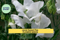50+ Janet Sweet Pea Seeds – Soft Pink Fragrant Blooms for Garden Planting, Climbing Vines for Trellises, Fences & Bouquets – USA