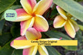 Candy Stripe Plumeria Cutting Double Head | 10" Unrooted Starter | Vibrant Tropical Frangipani Tree | Garden or Patio Plant