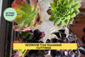 Assorted Aeonium Succulent Cuttings – 5 Unrooted Rosette Plants for Pots, Rock Gardens, Arrangements | Aeonium spp.