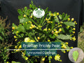 Brasiliopuntia brasiliensis Unrooted Cutting – Treelike Cactus for Propagation, Xeriscaping & Indoor Gardens