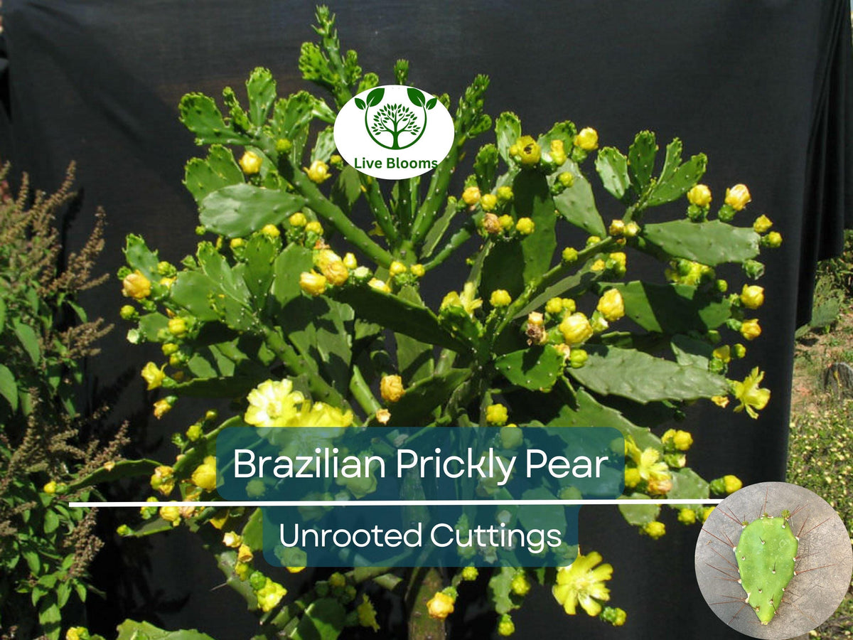 Brasiliopuntia brasiliensis Unrooted Cutting – Treelike Cactus for Propagation, Xeriscaping & Indoor Gardens