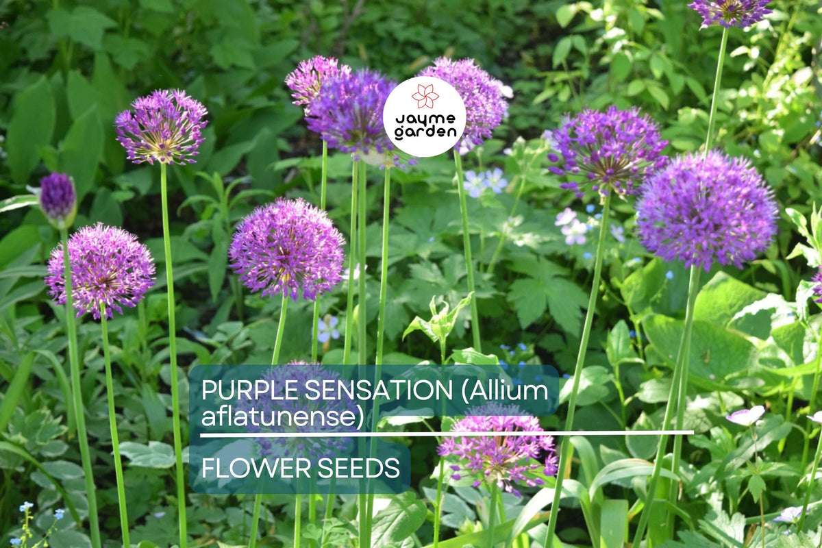 Purple Sensation Allium Seeds – 4-6" Violet-Purple Blooms, Drought-Tolerant Perennial, Pollinator & Butterfly Magnet