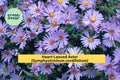 Heart-Leaved Aster Seeds – Symphyotrichum cordifolium – Native Perennial Wildflower for Pollinator Gardens – 500 Seeds