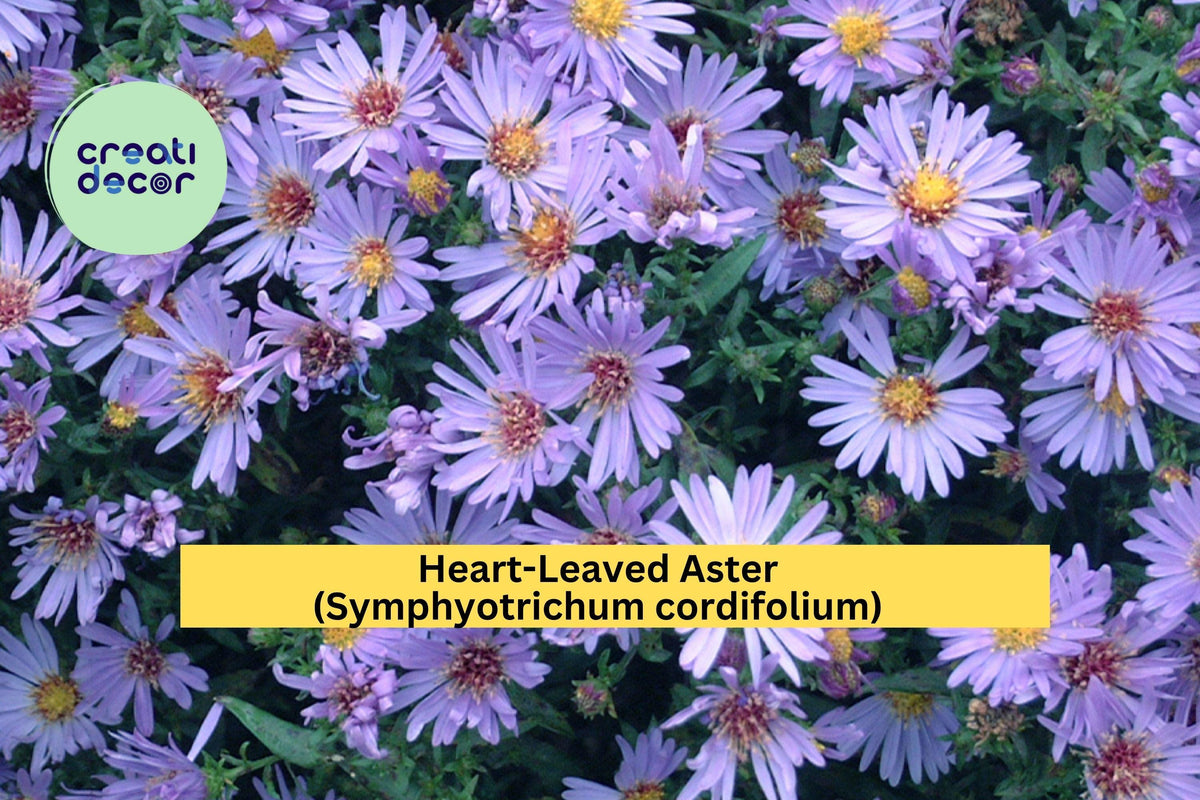 Heart-Leaved Aster Seeds – Symphyotrichum cordifolium – Native Perennial Wildflower for Pollinator Gardens – 500 Seeds