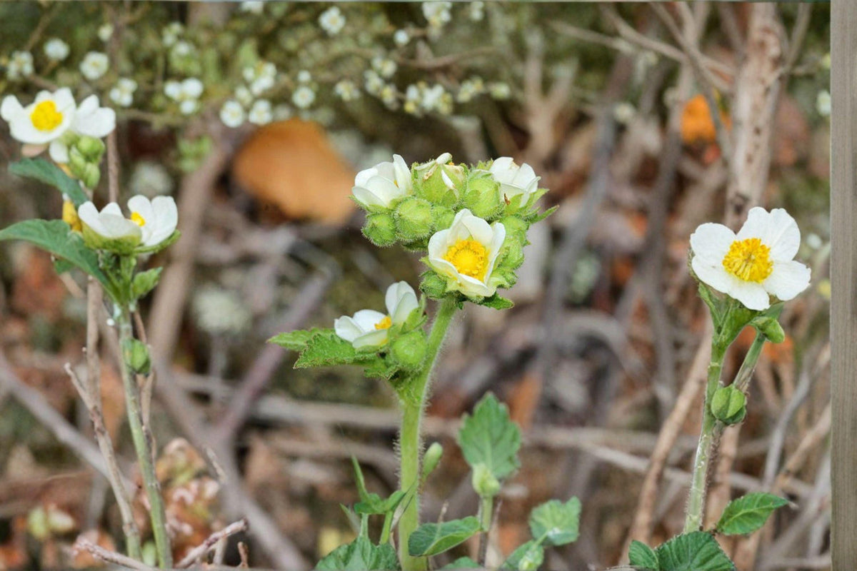 Drymocallis arguta Prairie Cinquefoil Seeds – Native Perennial with Yellow Summer Blooms, Pollinator-Friendly, Drought-Tolerant, 500 Seeds