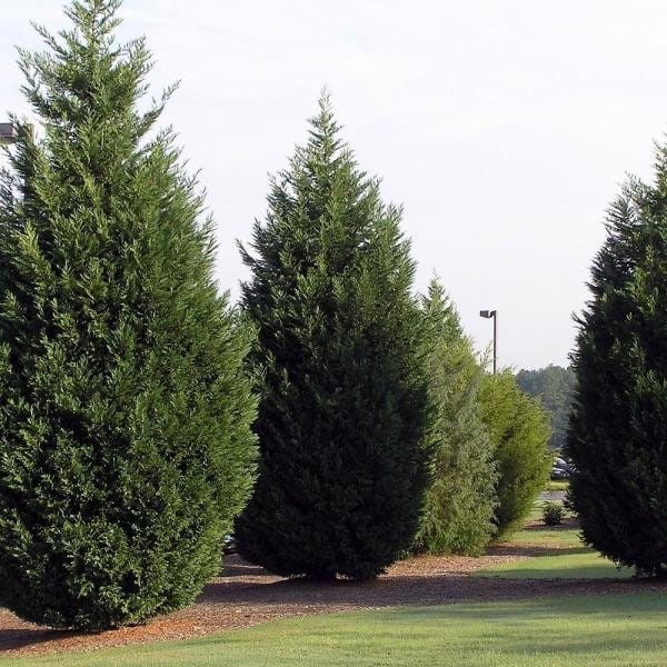 15 Leyland Cypress Cuttings 6-7" Unrooted Branches for Privacy Hedge & Evergreen Screen