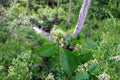 American Bittersweet Seeds – Native Woody Vine with Fall Berries, Celastrus scandens, Wildlife Garden Plant, 30 Seeds
