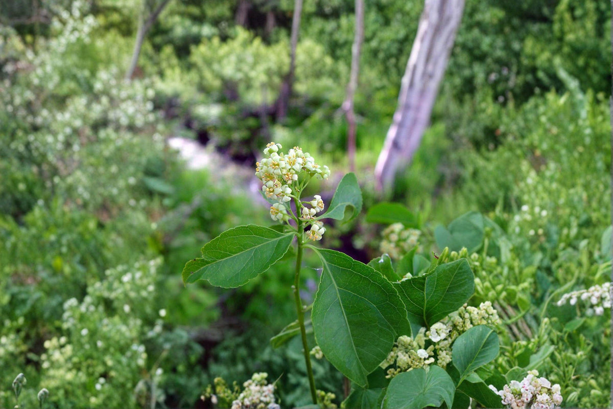 American Bittersweet Seeds – Native Woody Vine with Fall Berries, Celastrus scandens, Wildlife Garden Plant, 30 Seeds
