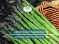 25 Jersey Giant Asparagus Crowns – 2-Year Bare Root Perennial Vegetable Plants – Cold Hardy, High-Yielding, Early Harvest