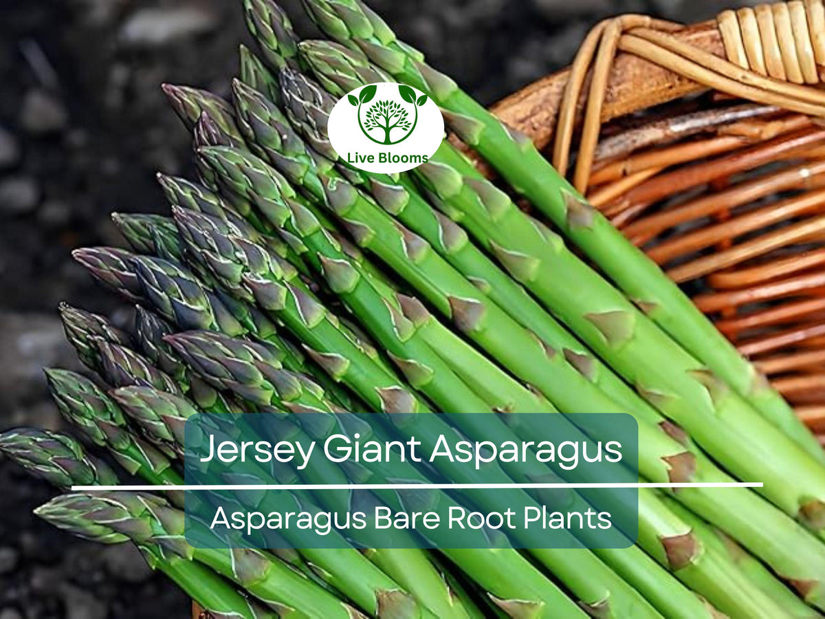 25 Jersey Giant Asparagus Crowns – 2-Year Bare Root Perennial Vegetable Plants – Cold Hardy, High-Yielding, Early Harvest