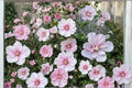 Pink Althea Live Plants – Hibiscus syriacus Rose of Sharon Shrub, Pink Flowers, 2ft Tall, Deciduous Flowering Bush