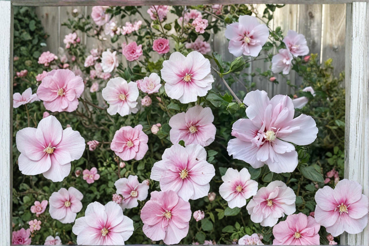 Pink Althea Live Plants – Hibiscus syriacus Rose of Sharon Shrub, Pink Flowers, 2ft Tall, Deciduous Flowering Bush