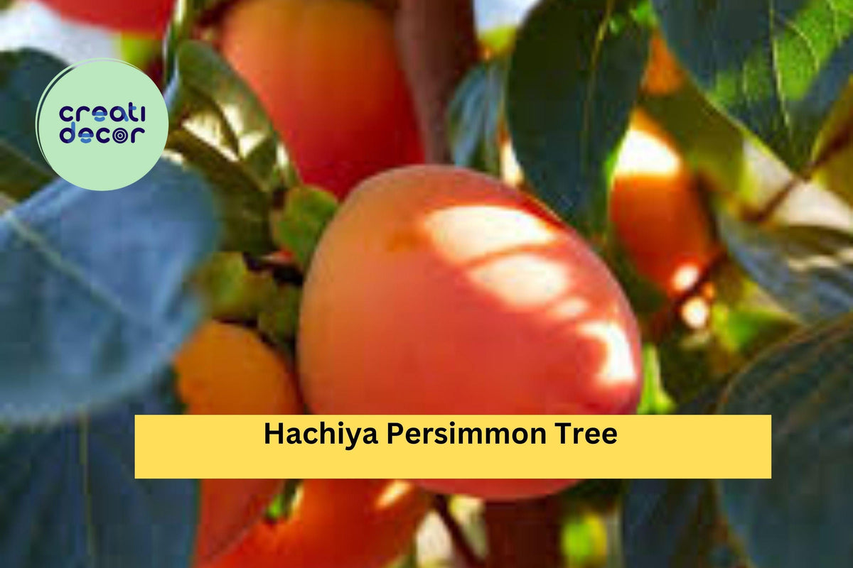 Hachiya Persimmon Tree Cuttings – 6 Unrooted Grafting & Rooting Branches – Diospyros kaki, Hardy Fruit Tree Propagation