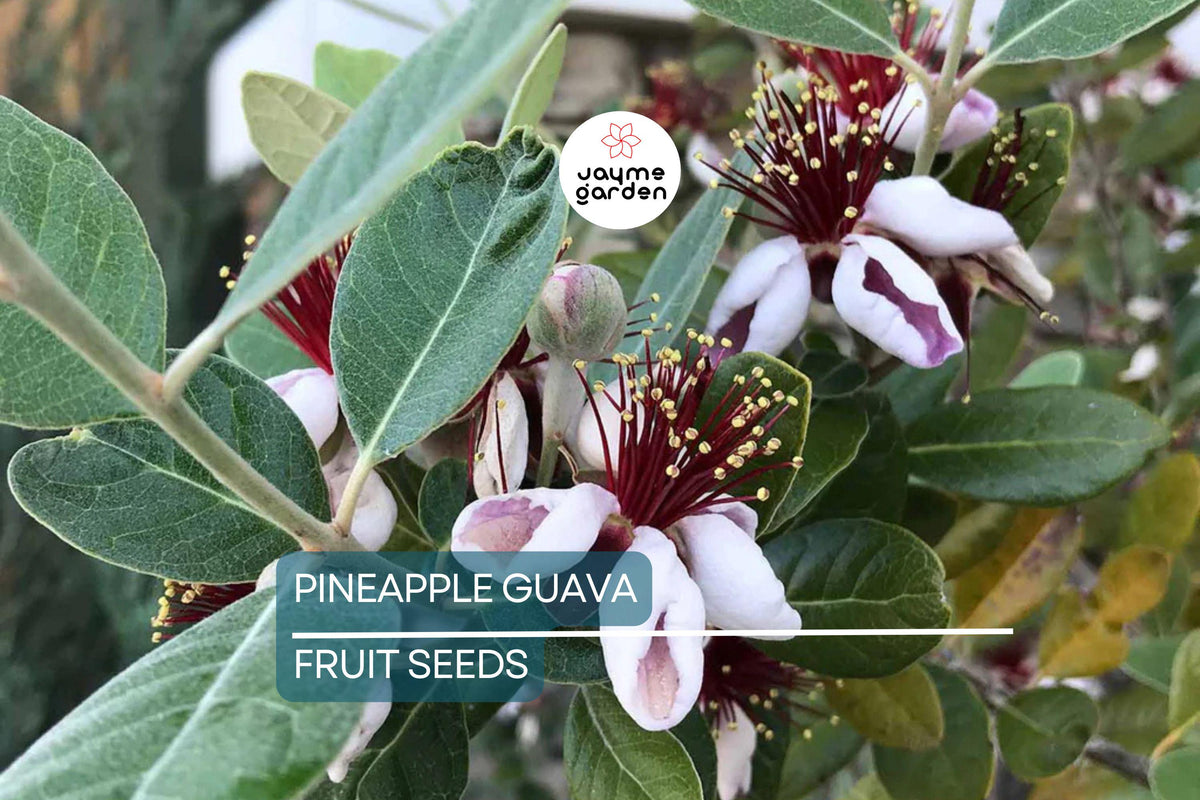 Pineapple Guava Seeds | Feijoa sellowiana | Tropical Fruit & Edible Flowers | Evergreen Shrub for USDA Zones 8-11