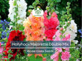 Hollyhock Seeds Dwarf Biennial Majorette Double Mix Non-GMO Pollinator-Friendly Vibrant Flowers (Alcea rosea)