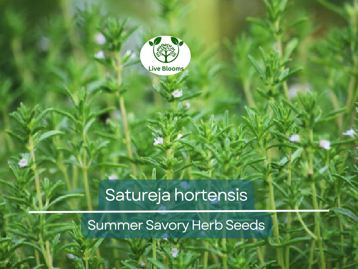 Summer Savory Seeds 500 Pack | Satureja hortensis Herb for Cooking & Garden | Mediterranean, Herbal Teas
