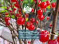 Unrooted Nanking Cherry Cuttings (Prunus tomentosa) – 6-8 Inch Hardy Shrub for Fruit, Landscaping, Wildlife, Pollinators