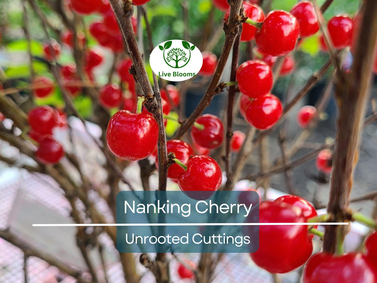 Unrooted Nanking Cherry Cuttings (Prunus tomentosa) – 6-8 Inch Hardy Shrub for Fruit, Landscaping, Wildlife, Pollinators