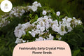 100+ Crystal Phlox Seeds – White Perennial Flower Seeds for Garden, Phlox paniculata, Early Blooming, Pollinator-Friendly