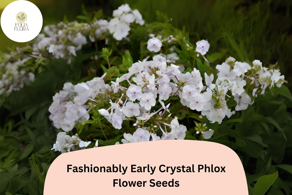 100+ Crystal Phlox Seeds – White Perennial Flower Seeds for Garden, Phlox paniculata, Early Blooming, Pollinator-Friendly