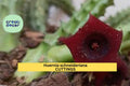 Huernia Schneideriana Rooted Cutting | Rare Trailing Succulent with Maroon Star-Shaped Flowers | Easy Exotic Houseplant
