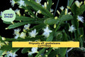 Rhipsalis aff. goebeliana Cuttings – 5 Unrooted 4-Inch Epiphyte Cactus Stems with White Flowers, Jungle Cactus, Rare Orchid Cactus
