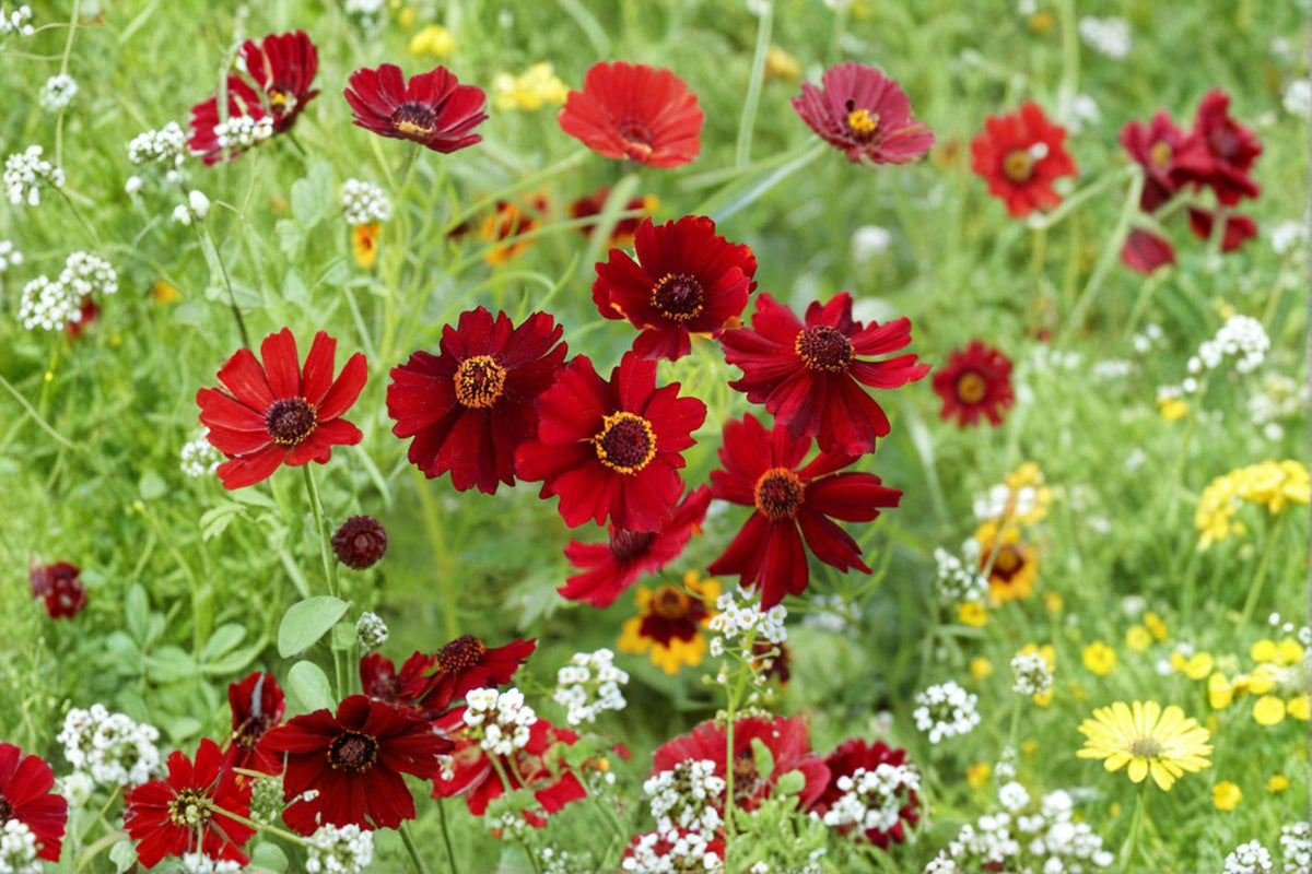 Coreopsis tinctoria Seeds – Plains Dwarf Red Annual Wildflower, Pollinator-Friendly, Compact Native Plant