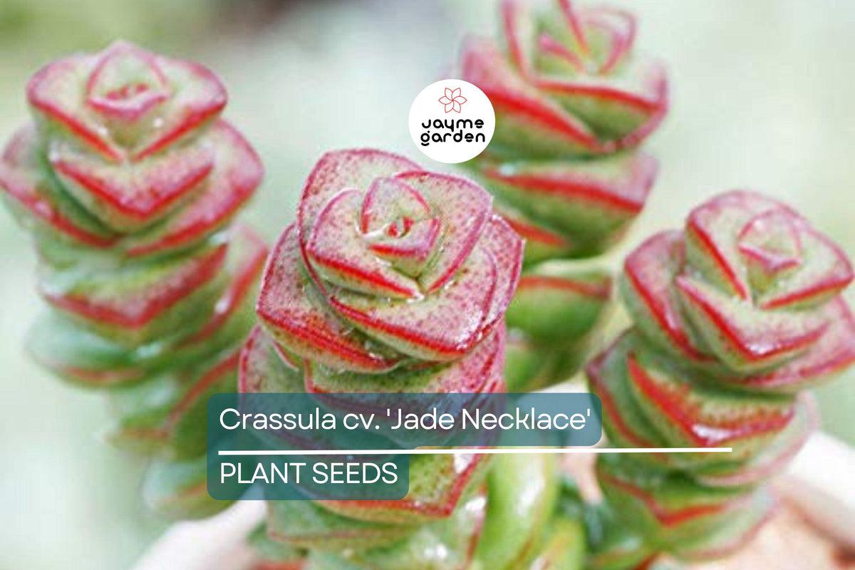 Rare Crassula 'Jade Necklace' Succulent Seeds – Cascading Jade-Like Leaves, Perennial, USDA Zones 9-11, 25 Seeds Pack