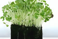 Garden Cress Seeds – Curled Pepper Cress, Microgreens & Salad Garnish, Lepidium sativum, Fast-Growing Annual Herb, 800 Seeds