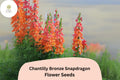 Chantilly Bronze Snapdragon Seeds | Tall Annual Flowers for Garden & Cut Flowers | Antirrhinum majus