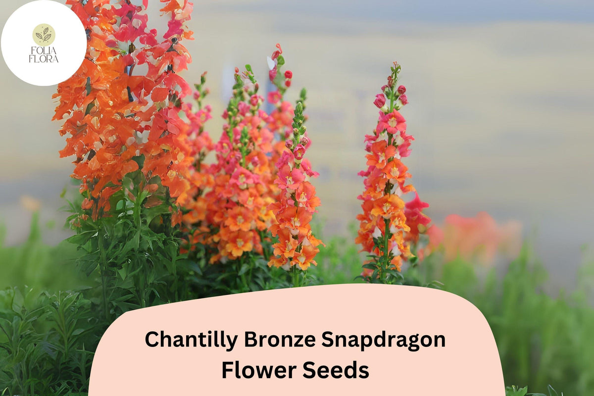 Chantilly Bronze Snapdragon Seeds | Tall Annual Flowers for Garden & Cut Flowers | Antirrhinum majus