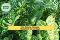 Live Rooted Hilo Beauty Alocasia Plant – Variegated Elephant Ear, Tropical Indoor/Outdoor Houseplant, Alocasia macrorrhizos